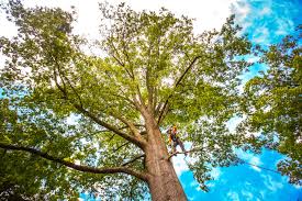 Tree and Shrub Care in Maplewood, MN