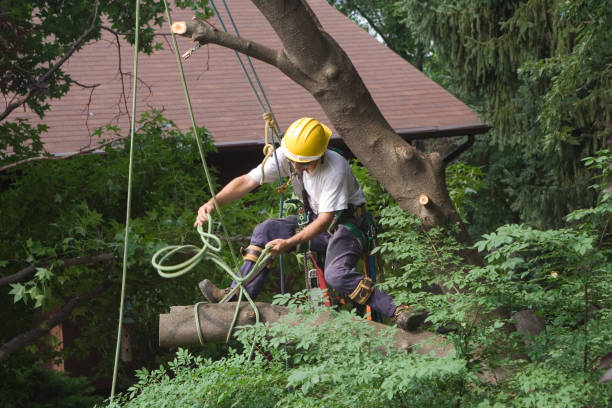 How Our Tree Care Process Works  in  Maplewood, MN